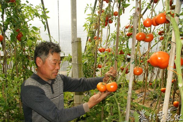 3月24日，江苏泗洪孙园镇刘德居委会无公害蔬菜基地，菜农王玉龙在自建大棚梳理西红柿，准备收获二茬，丰产增收喜悦溢于言表。当日，菜农王玉龙的1.5亩以色列.JPG