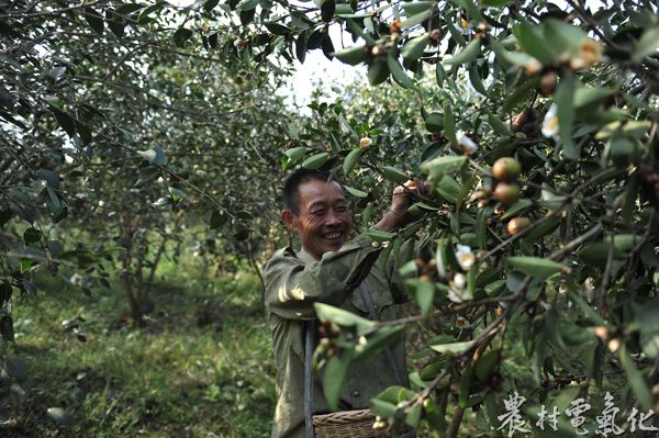 “霜降”一过，昔日冷清的山头顿时热闹起来，到处都是采摘茶籽的村民。3.JPG