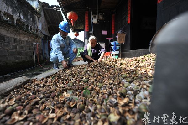 边剥壳边唠唠家常，问问今年的山茶籽收成怎么样，用电有啥问题不？和老百姓的心就是这样更近了。.JPG