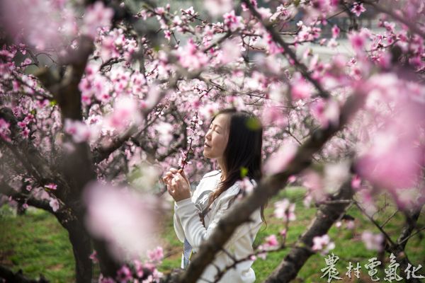 0、女职工在桃花林采风的同时，也不忘品品花香。（王仁磊 摄）.jpg