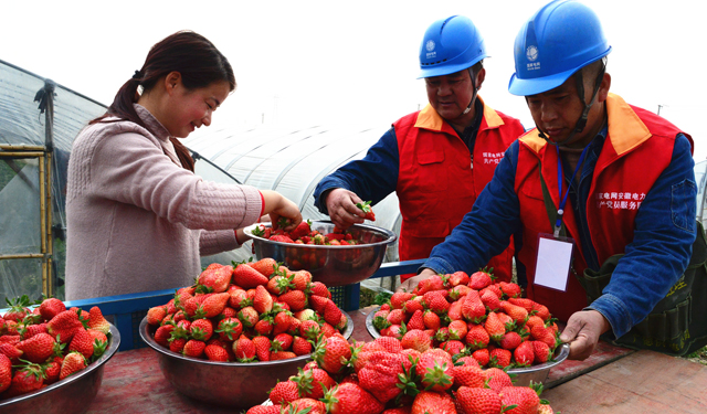 据悉，该县共有草莓6000多亩，种植户3000余户，亩均增收10000多元。为确保草莓农户用上放心电，该公司成立了电力服务小组，主动加强与种植户的联系，及时掌握用电业务信息，定期为大棚用电设备义务检修。