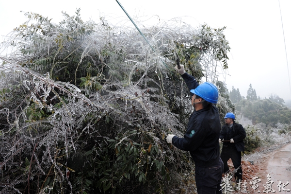 1月31日在福建省长汀县丁屋岭风景区长汀供电公司古城供电所组织人员对线路周边覆冰竹树进行清理.JPG