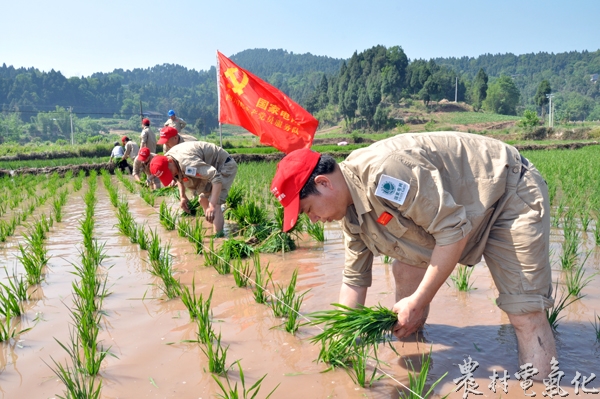 射洪县涪西镇鲤鱼村贫困户田间《红五月“双抢”》——国网射洪县供电公司 汪勇摄.jpg