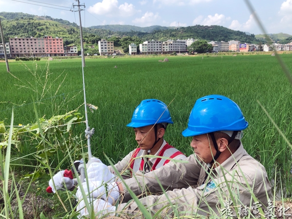 8月6日，国网福鼎市供电公司前岐中心供电所彭作庆、李先忠对辖区10千伏彩岙线部分电杆拉线进行紧固，积极做好防台措施。(钟国欢）.jpg