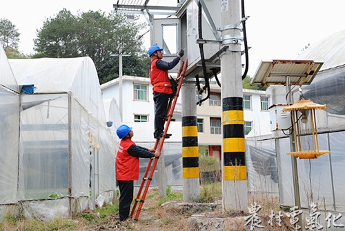 长汀供电公司员工为种植户检查线路.jpg