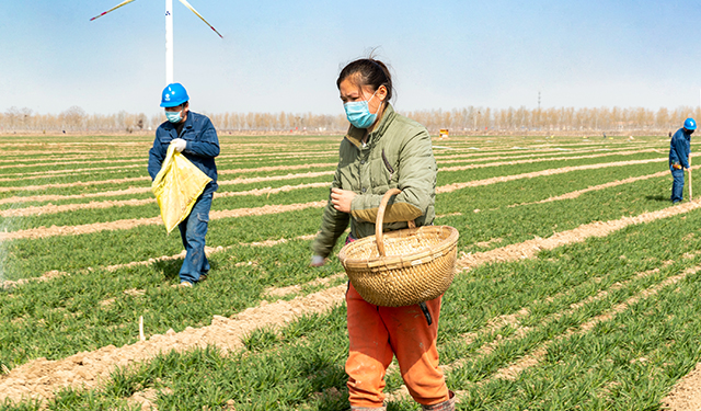 农村电气化网讯：2020年2月23日，河南省安阳市滑县白马坡田地里，国网滑县供电公司党员服务队队员孙桃明，和俊磊正在帮助农民白凤丽一家浇地施肥。