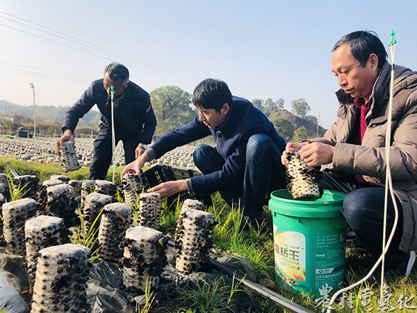 路西村黑木耳产业喜获丰收。图为路西村驻村第一书记眭正吉正在黑木耳基地帮助贫困户采摘黑木耳（屈小花 摄）.jpg