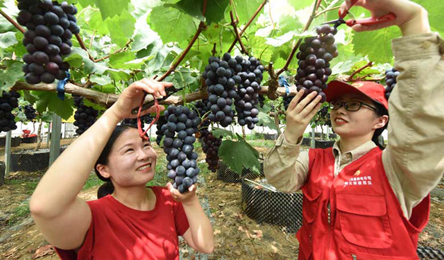 时下正值“苏北吐鲁番”美称的连云港市东海县种植国家地理标志保护产品的葡萄迎来成熟采摘的季节，东海县供电公司积极组织党员先锋队开展电力帮扶，帮助贫困户解决采摘、运输，线上线下找销路等实际难题，有效确保了扶贫产业成效和贫困户增收“齐步走”。