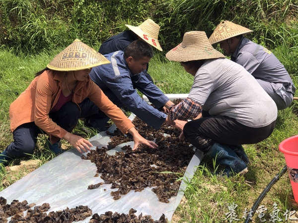 莫可芝与村民一起铺嗮黑木耳（李京）.jpg