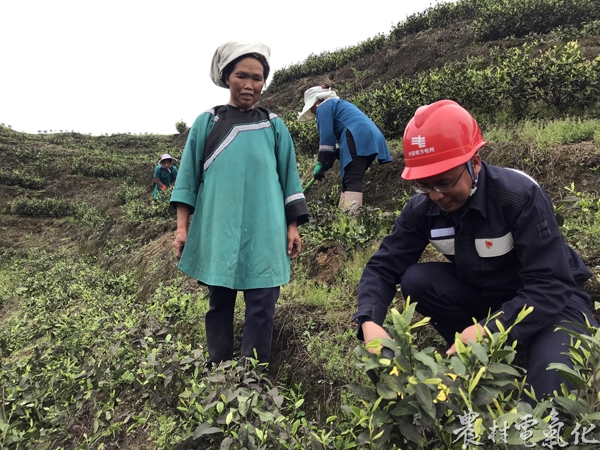 潘鸿彪与农户一起修剪茶叶（潘思瑶）.JPG