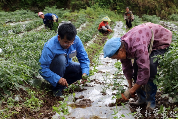 玉米改种辣椒，陈昌学在田间地头示范（王露）.JPG