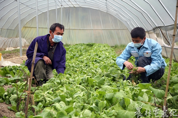 疫情防控期间，莫可芝协助柏崇灯在大棚蔬菜干农活 李京 摄.JPG