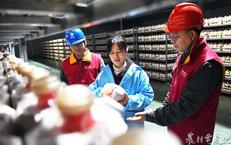 《孟州供电：为“智慧菇”提供“满格电”》白水平 陈欢欢 摄影报道 (2).JPG