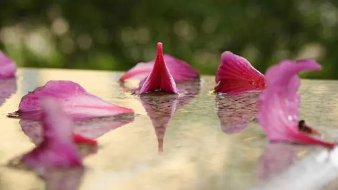 [titlepic]落花赋·春末