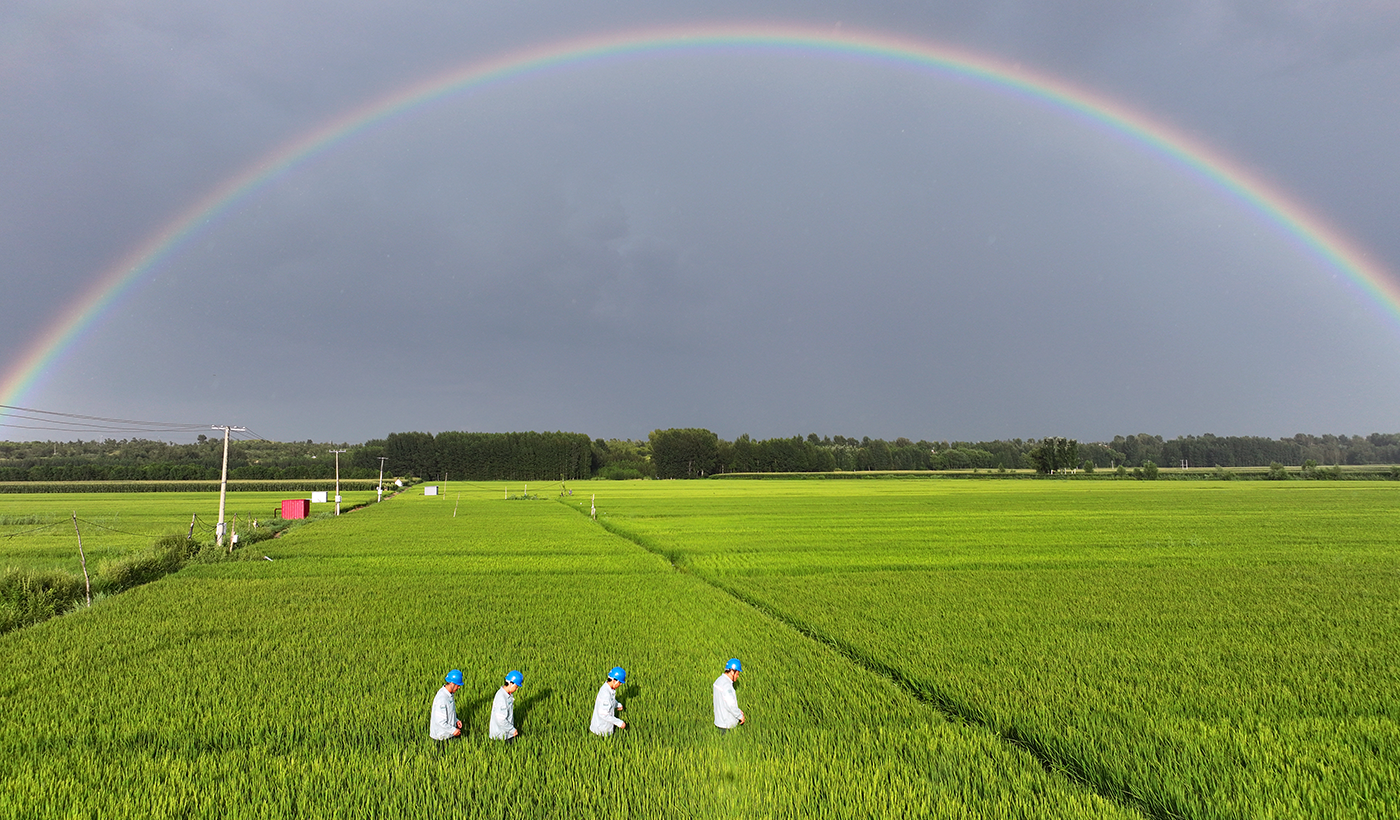 雨后彩虹映稻田